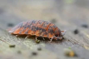 How to Get Rids Bed Bugs